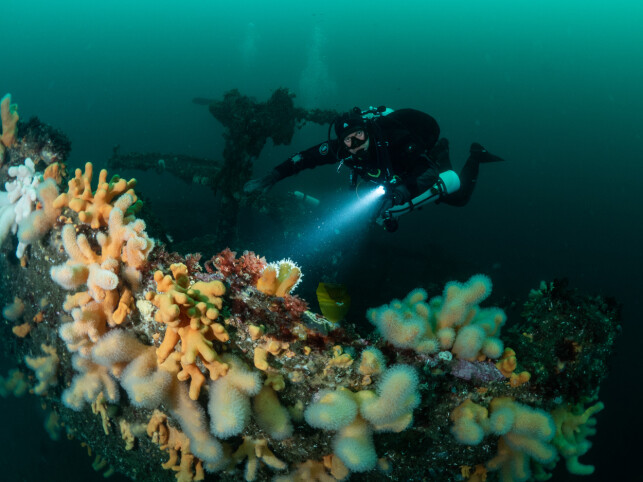 Jonas Follesø liker å dykke. Det er en fordel, når du jobber med undervannsdrone. 📸: Hege Røkenes / Privat