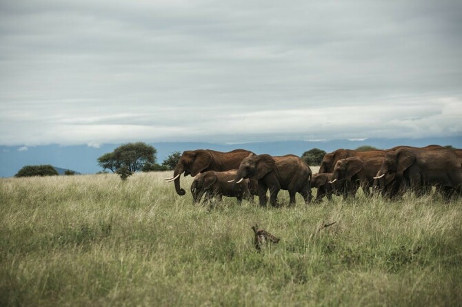 Elefantflokker ledes av en "bestemorelefant". 📸: Maxim Medvedev on Unsplash