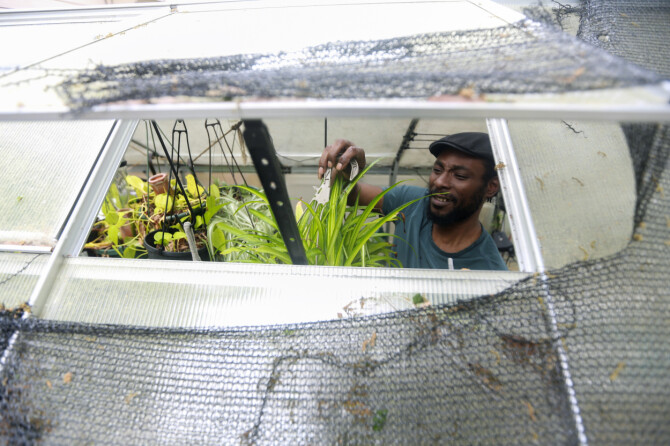 Tiktoker Marcus Bridgewater steller plantene sine, som han lager videoer om på Tiktok, i drivhuset sitt i Texas. 📸: Lekan Oyekanmi / AP / NTB